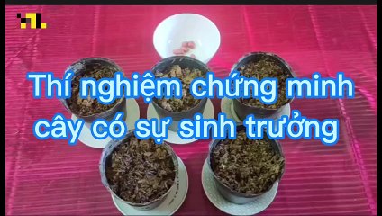 Sinh 11 - Bài 22 Thực hành quan sát sự sinh trưởng và phát triển ở sinh vật
