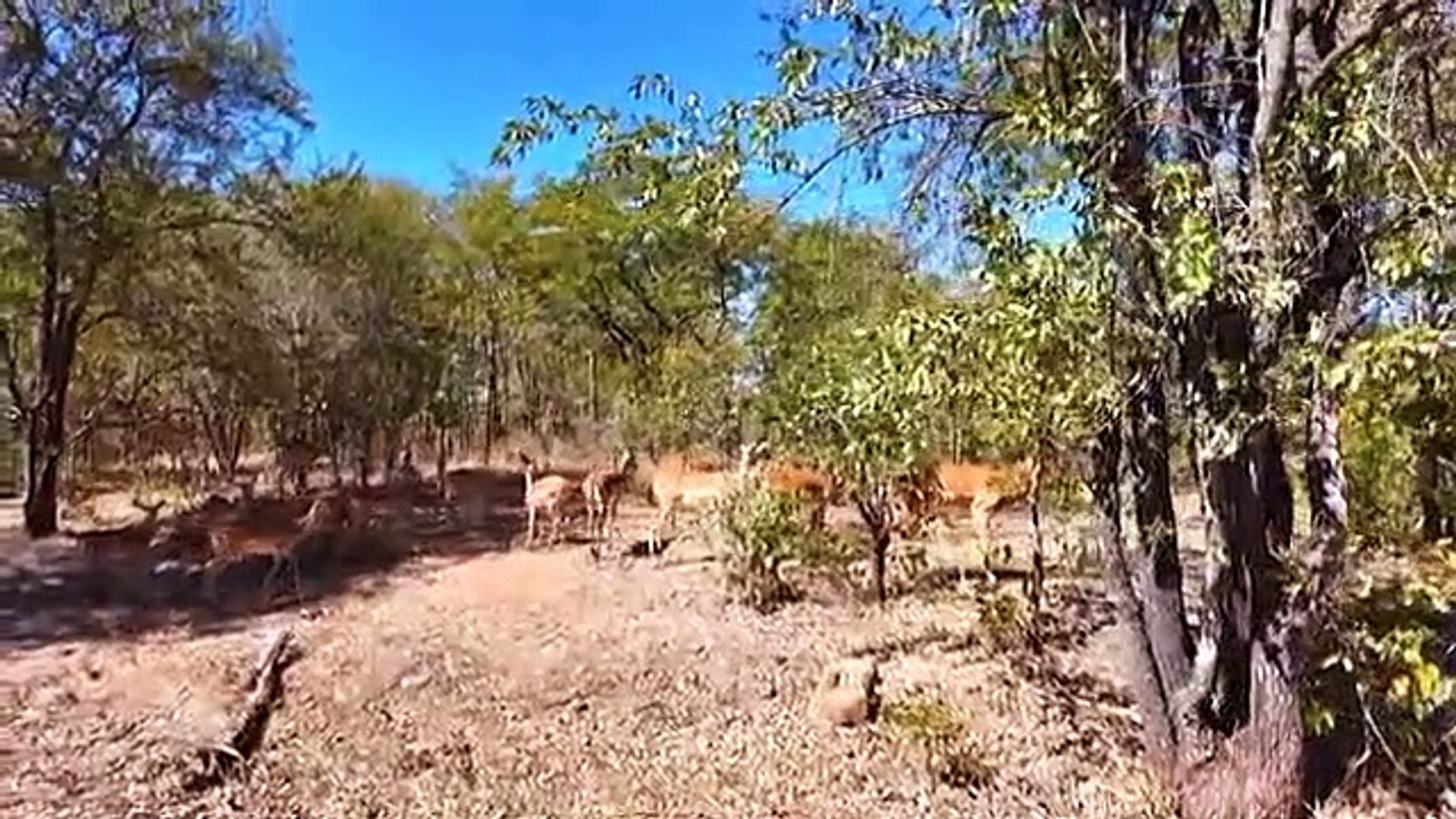 WILDLIFE & ANIMAL ADVENTURES 8K