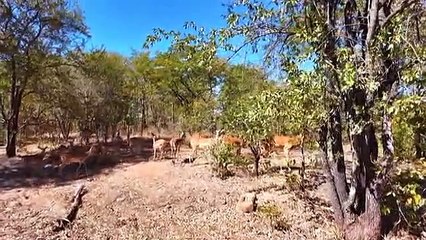 WILDLIFE & ANIMAL ADVENTURES 8K