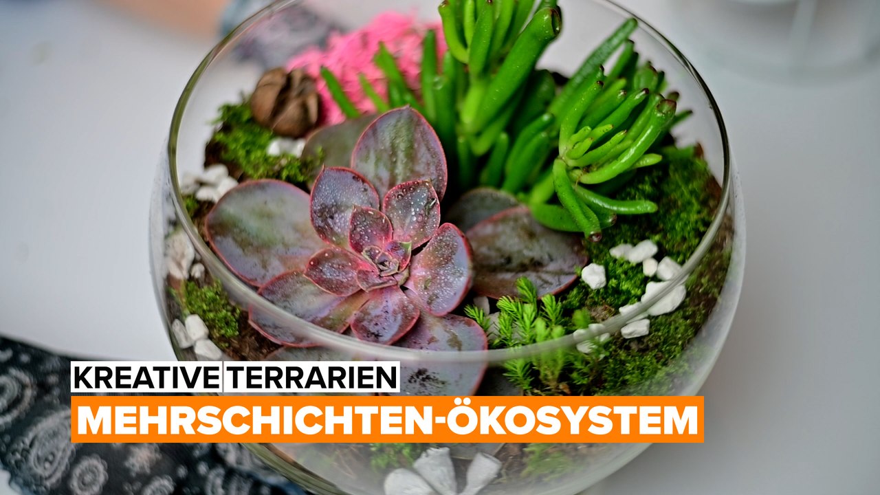 Kreative terrarien: mehrschichten-Ökosystem