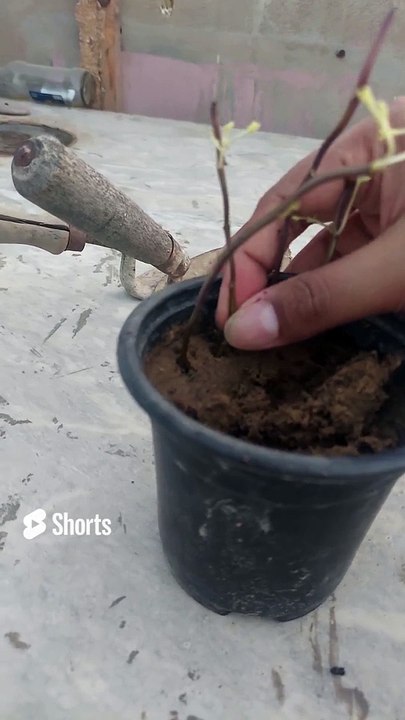 How to grow mint पुदीना_ podina kese ugayn pot may_
