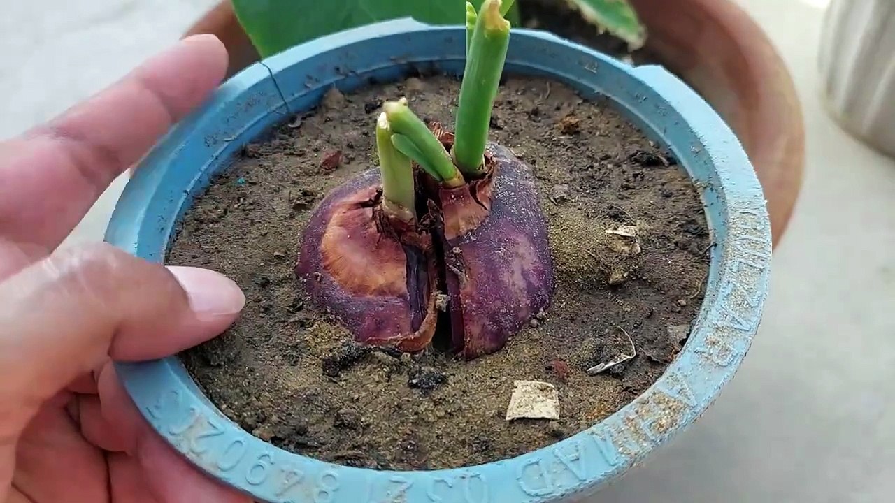 How to grow onion from kitchen waste l پیاز اگائیں l प्याज उगाओ l pyaaj ugao