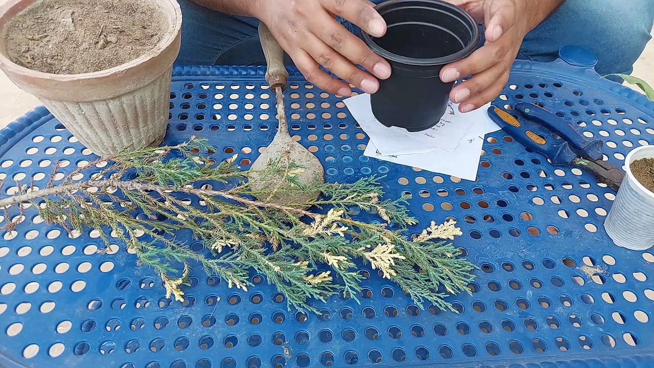 जोड़ो में लगाएं ये पौधा, भाग्य बदल देगा  आपका   How to safe broken Moorpankhi plants