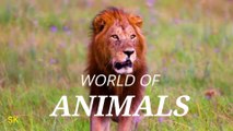 National Safari Park 4K Video || Animal 4K HDR 60fps Drone Video With Relaxing Sound ..