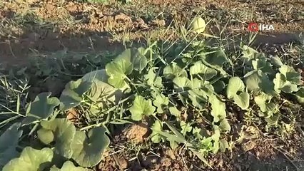 O Türkiye'nin bilinmeyen lezzeti... Tezgaha gelir gelmez tükeniyor