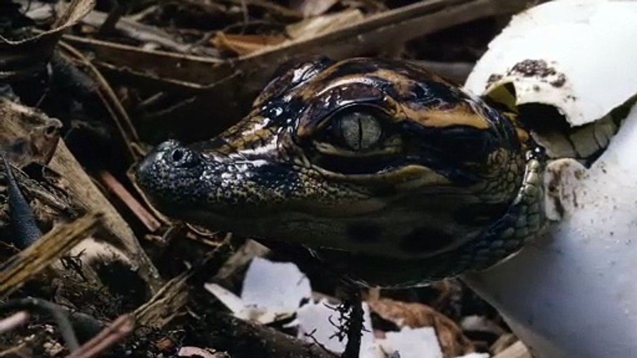 Baby alligator