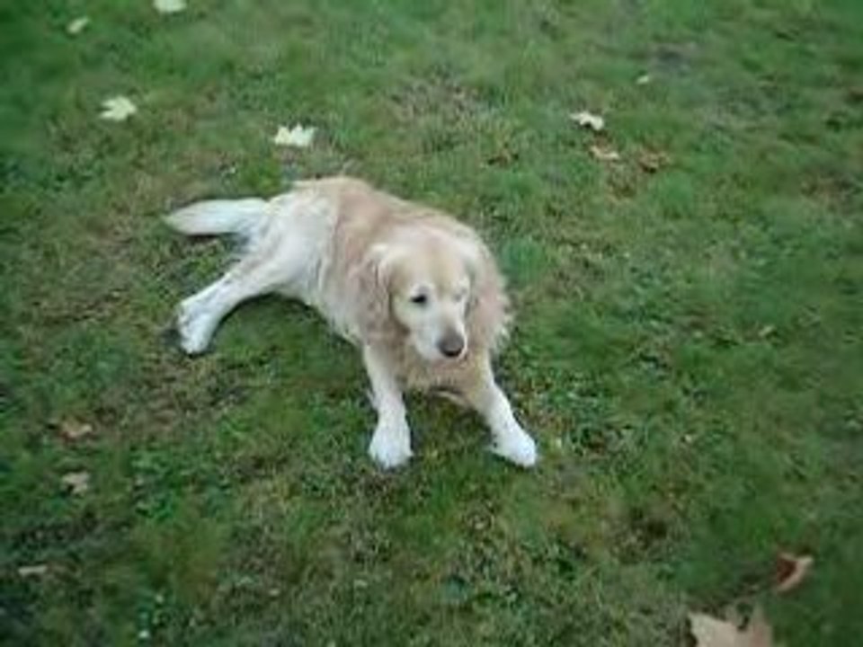 hector 2