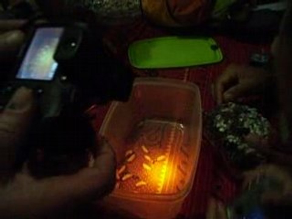 Spécialité créole