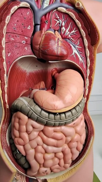 Where is the pancreas?