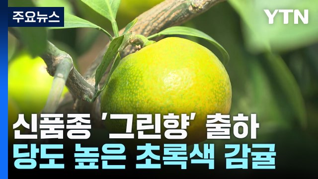 초록색 귤인데 맛있네! ...신품종 감귤 '그린향' 본격 출하 / YTN