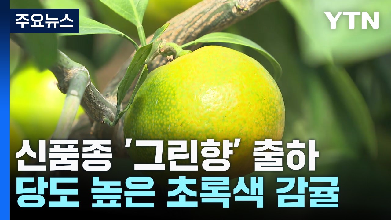 "초록색 귤인데 맛있네!"...신품종 감귤 '그린향' 본격 출하 / YTN