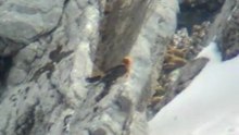 Bearded Vulture