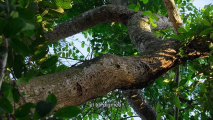 Pequeñas maravillas | show | 2020 | Official Trailer