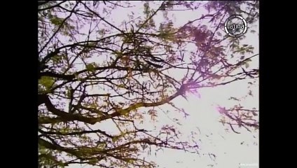 115. La Esclava Isaura (A Escrava Isaura), en español