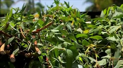 Human Senses - S1.E3 ∙ Taste