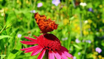 Surat Al-Masad | سورة المسد | Beautiful Quran Recitation