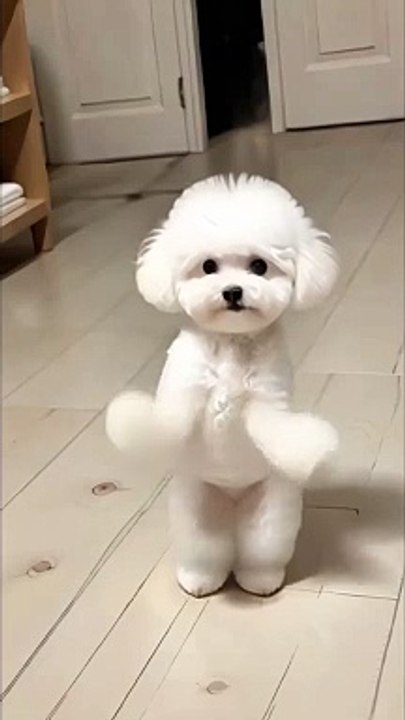 Amazing video