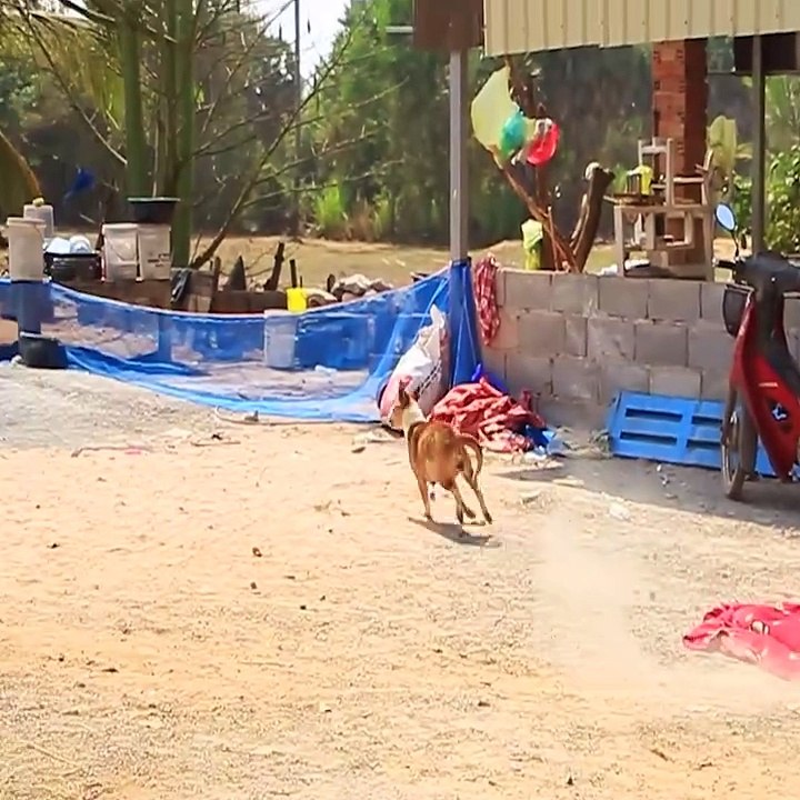 Funny Comedy Funny Dog's 