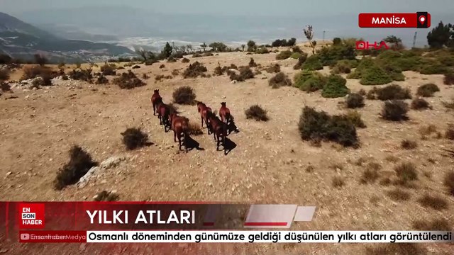 Manisa'da Spil'in 'özgür bekçileri' yılkı atları görüntülendi