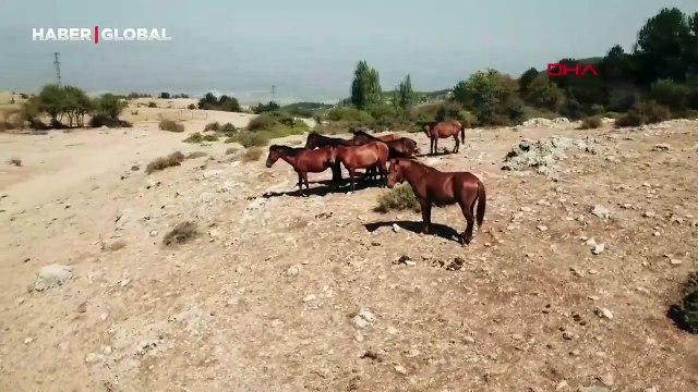 Spil'in özgür bekçileri yılkı atları: Osmanlı döneminden günümüze geldiği düşünülüyor