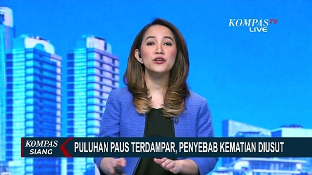 Geger! Paus Pilot Mati dan Terdampar di Pantai Liliwera Alor NTT