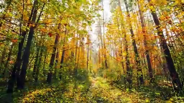 Pollen-Proof Outdoor Patio Enclosures - Enclosure Guy