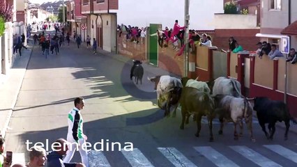 Caída de un corredor en el último encierro de las fiestas de San Antolín 2024