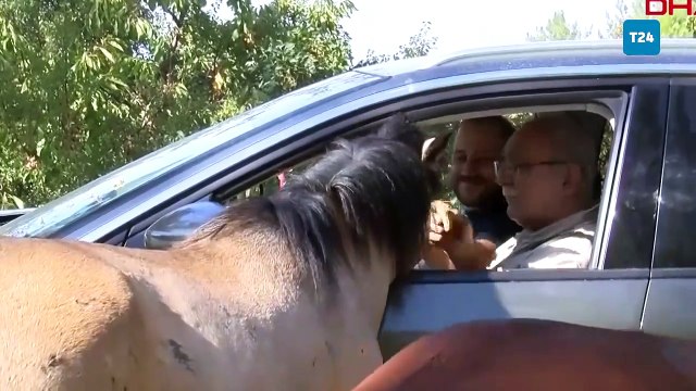 Spil'in 'özgür bekçileri' yılkı atları, ziyaretçilerin sevgilisi oldu