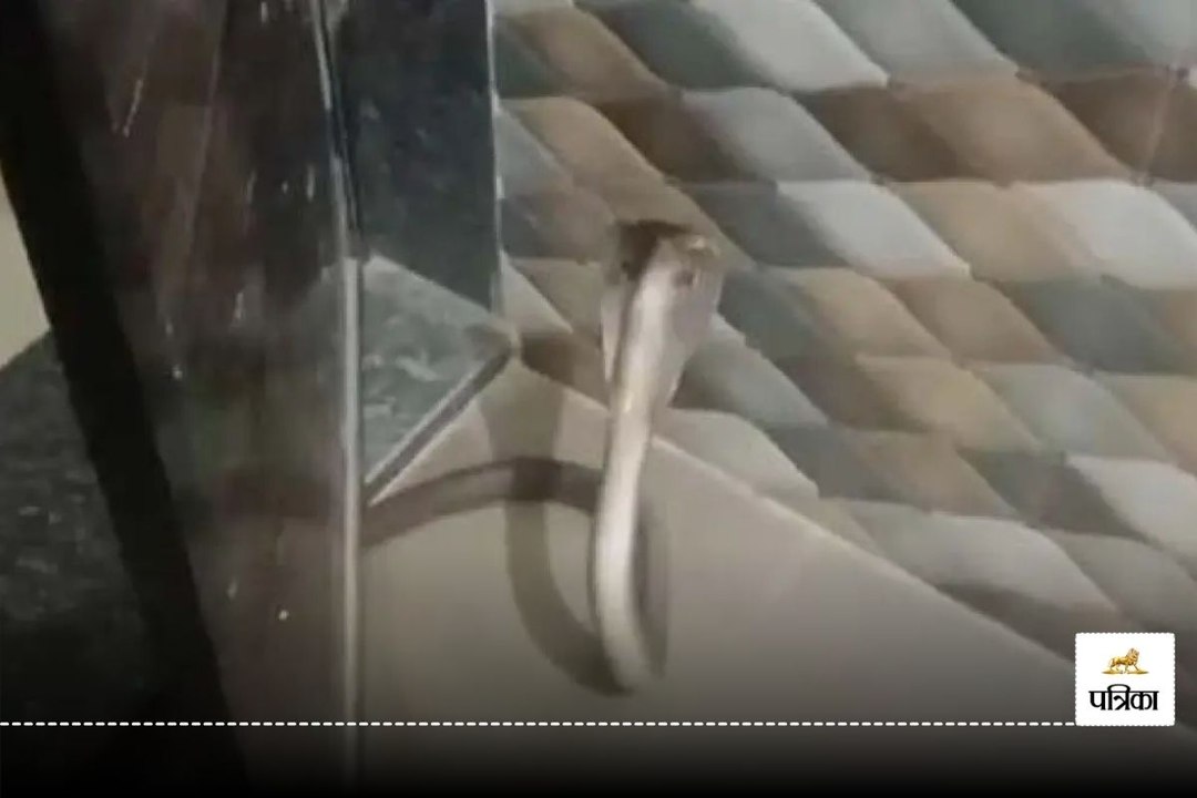 CG Ajab Gajab: जहरीले कोबरा ने महिला को बाथरूम में किया कैद, फुंकार मारते ही...देखें Video