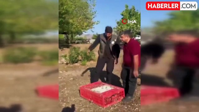 Akseki'de orman yangınına karşı doğa dostu adım: 920 keklik salımı gerçekleştirildi