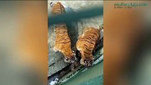 Detik-detik Menegangkan Anak Kucing Terpojok di Kandang Harimau Belang Johor