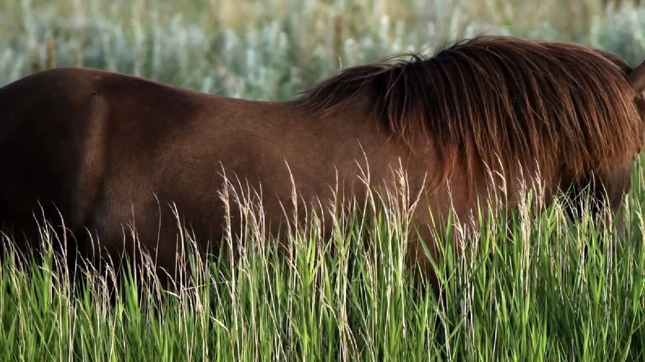 Horse Starts Frantically Digging On Beach – Owner Calls 911 After Seeing What It Finds!