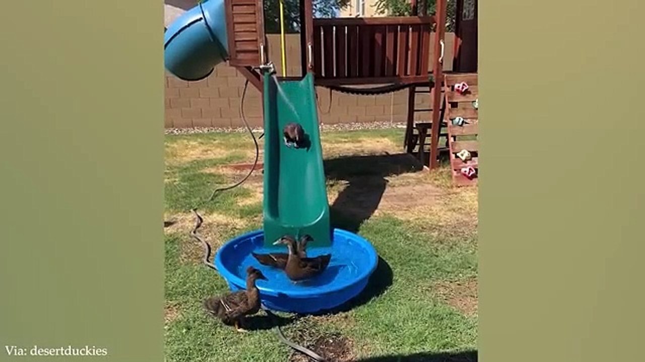 Funny ANIMAL Videos make us Laugh  2024