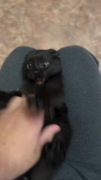 The Cat Are Very Cute Happiness Smiling Follow For More Videos Have Trendingreels ...!!