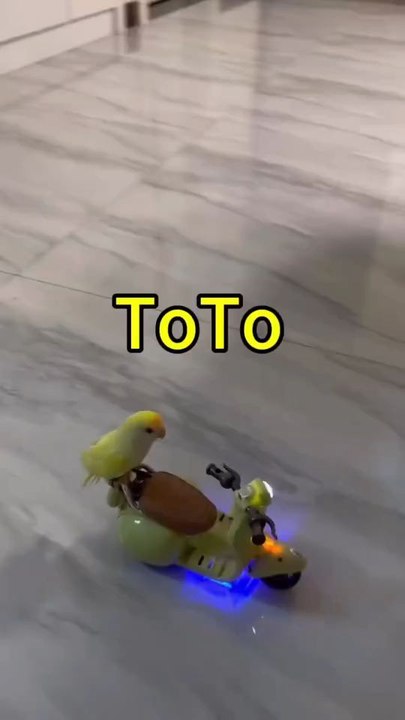 "The Small Parrot Bird Playing Motorcycling At Sweet Home Follow For More Videos Have Trendingreels"...!!