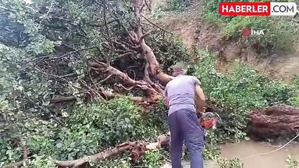 Adana'da fırtına nedeniyle ağaç yola devrildi