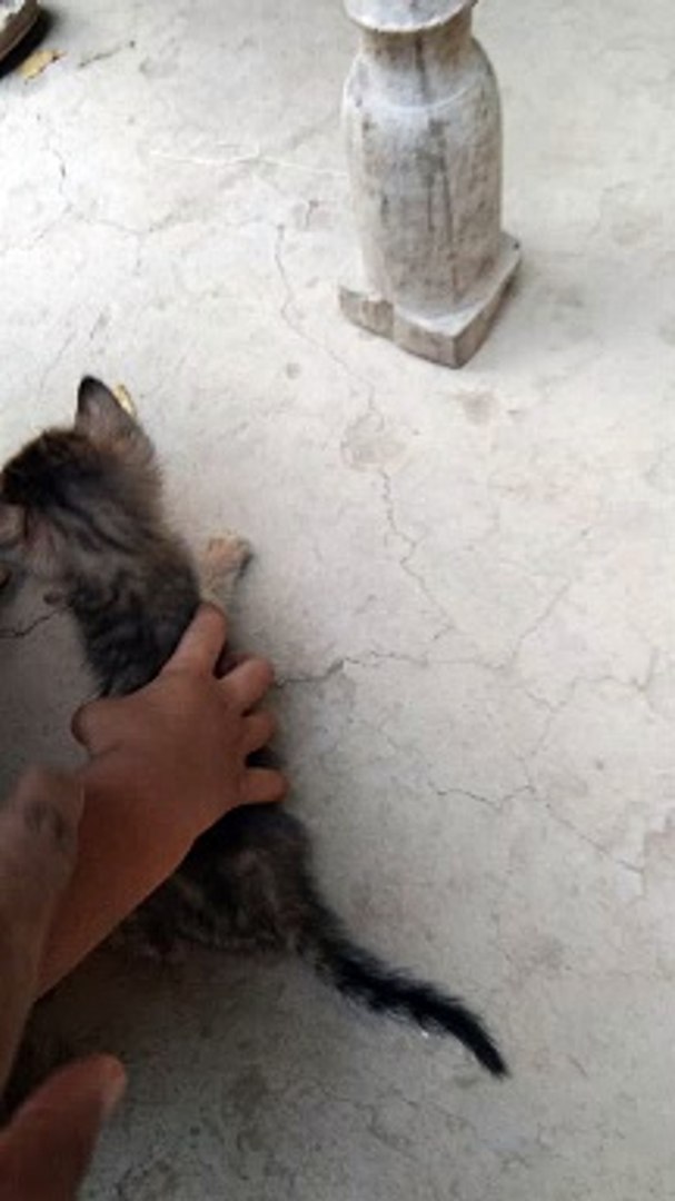 Videos,, funny videos