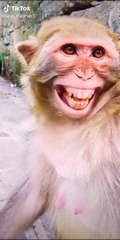 Laughing Monkey 🤣