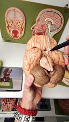 Understanding Visual Pathway Injuries