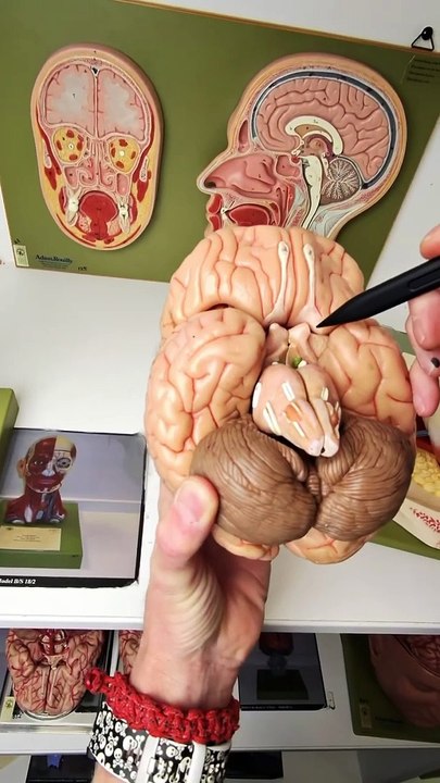 Visual pathway injuries