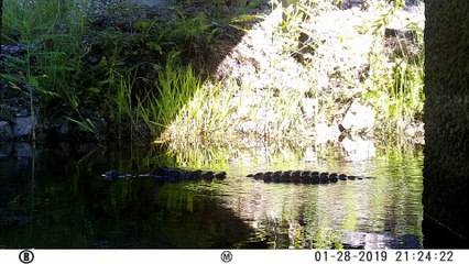 Alligator Swimming in River