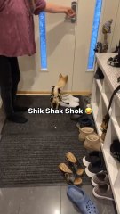 "The Dog Is 100�Arab Follow For More Videos Have Trendingreels"...!!