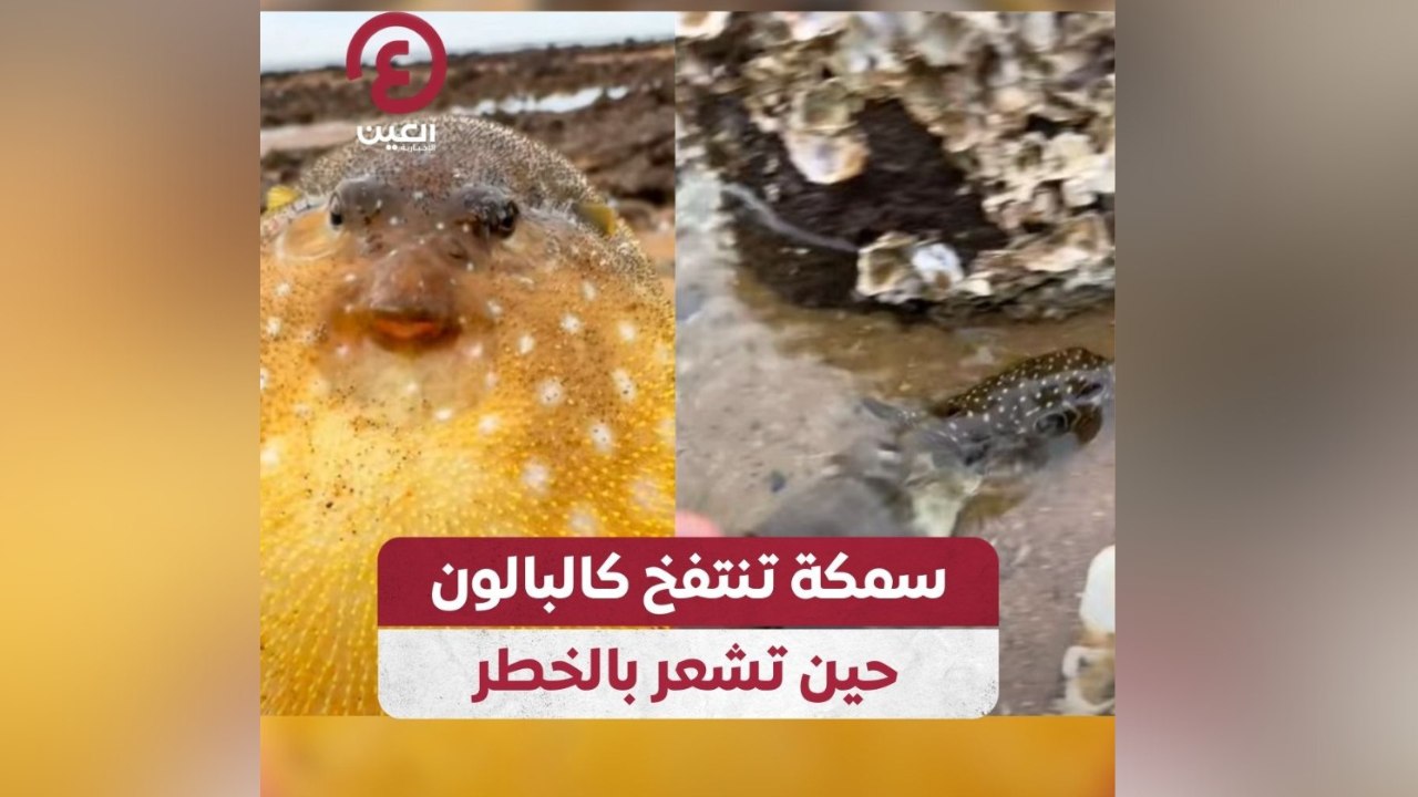 سمكة تنتفخ كالبالون حين تشعر بالخطر