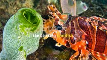 Top 10 Most Beautiful Marine Animals