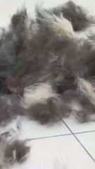 Say goodbye to pet fur at home!