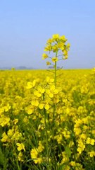 Sie kam wie eine Blume aus dem Park