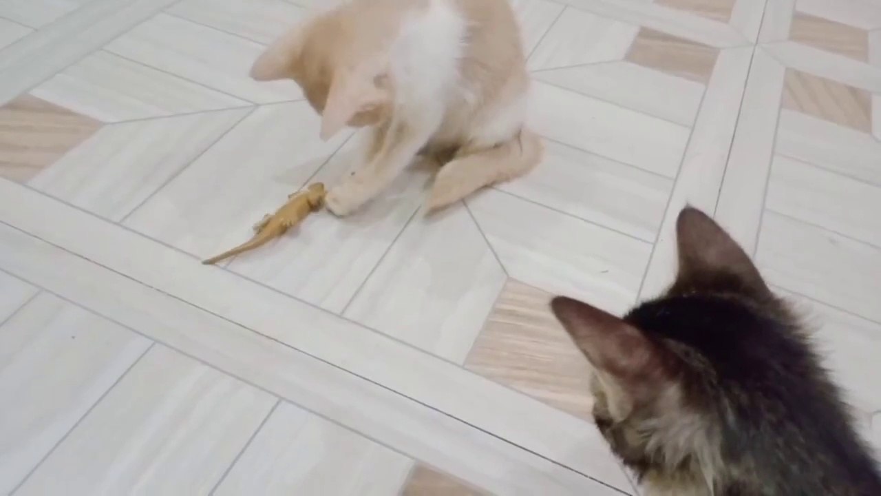Cute cats | funny animal