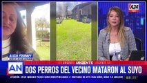 ATACADOS POR LOS PERROS DEL VECINO