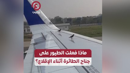 ماذا فعلت الطيور على جناح الطائرة أثناء الإقلاع؟