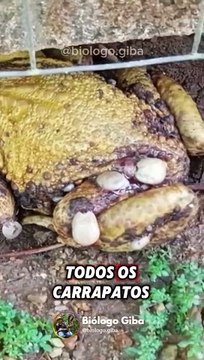 Cobra entre as mais venenosas do Brasil é achada em loja de Jaraguá do Sul